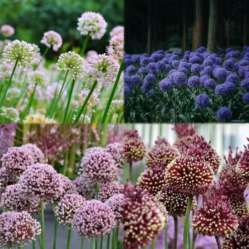 6 piezas bulbos de ajo ornamentales - decorativas pequeño para mujer, bulbos de allium perennes resistentes, balcón resistentes primavera