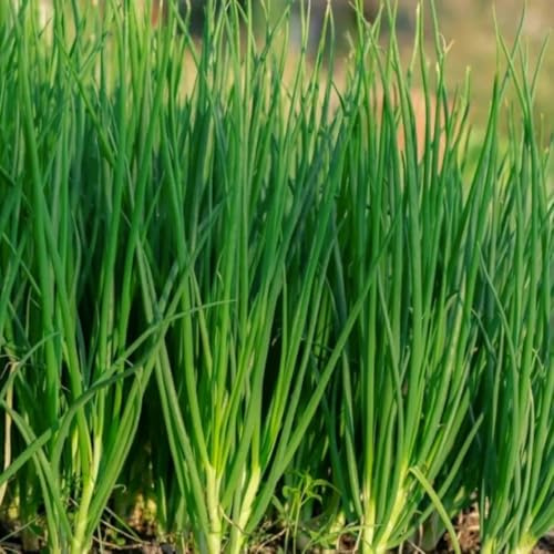 SchnittlauchSamen Bio,gemüsepflanzen stauden winterhart mehrjährig alte gemüsesorten 500pcs