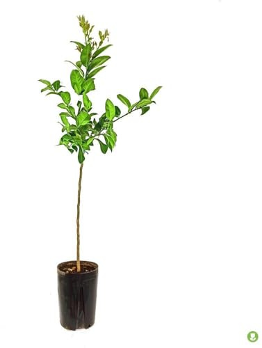 Planta Frutal Limonero 2 años injertado Eureka o Cuatro estaciones, Ya producen en su fecha Limones frescos todo el año, jugosos y de piel fina. Altura de 140-150 cm. Segura Garden.