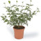 Cool Green - Planta natural interior - Jazmín