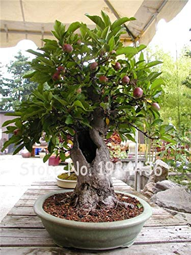 Bloom Green Co. Promotion! 20 Pcs Rare Olive Bonsaï (Olea Europaea) Mini Arbre des plantes pour la maison Bricolage, Exotique Pots de fleurs Pots: 3