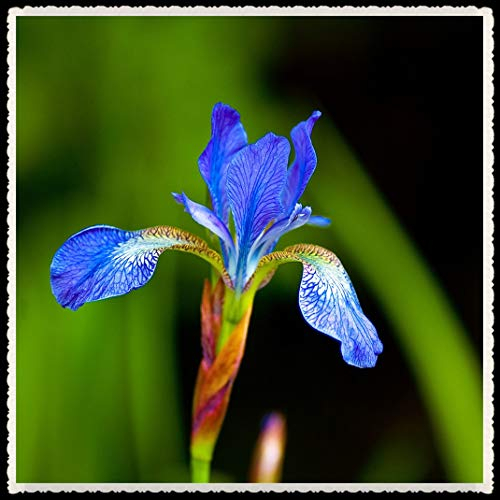Iriszwiebeln – Wundervolle Regenbogengöttin-Blumen, beeindruckend für Hochzeiten, Bio-Pflanzen, die sich leicht im Garten anbauen lassen – 2 Bulbi