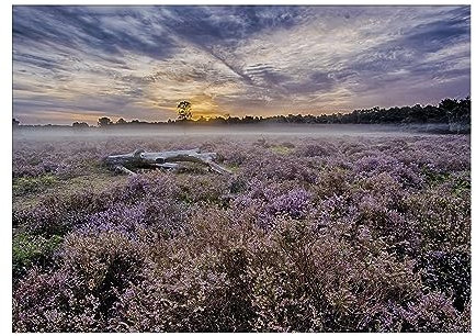 Art for the Home Outdoor Leinwandbilder Lavendel 50x70cm | 50 x 70