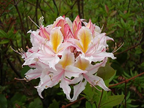 20 Semi Occidental Azalea Rosa Bianco Giallo Arbusto Fiore Rododendro Occidentale