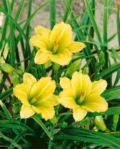 Hemerocallis 'Green Flutter' 11x11 cm Topf – Winterhart, Mehrjährig, Pflegeleicht – Taglilie – Staude für Beet & Rabatte