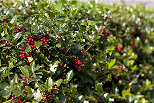 Stechpalme Ilex aquif.'Alaska' 10-15cm im Topf gewachsen