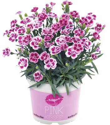 Dianthus Chinensis Natural Planta de Exterior Conocida como Clavel Chino