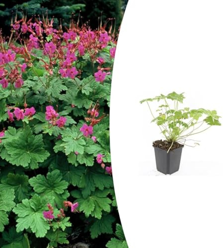 Geranium macr. 'Czakor' | 24 stycken - 10-25cm - Ø9cm - Trädgårdsväxt