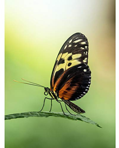 Artery8 Warby Numata Longwing Butterfly Nature Photo Large Wall Art Poster Print Thick Paper 18X24 Inch Guerra Mariposa Naturaleza Fotografía pared Impresión del cartel