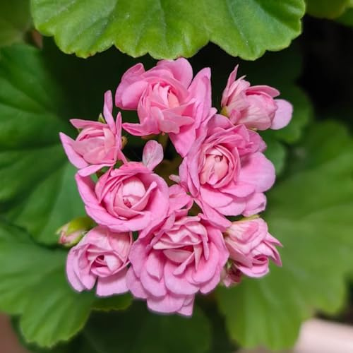 semillas de geranio - decorativas perennes resistentes jardín interior exóticas 50pcs