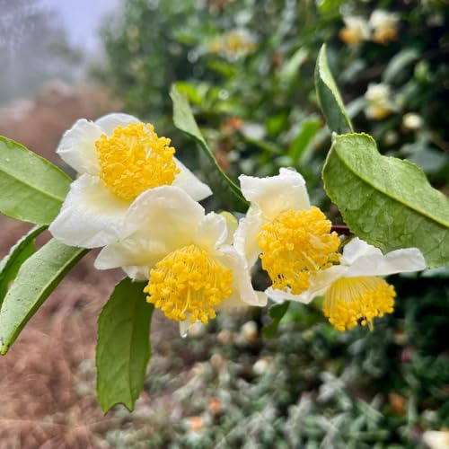 semillas de té, resistentes para el jardín Camellia sinensis, de jardin comprar semillas de arboles 25pcs