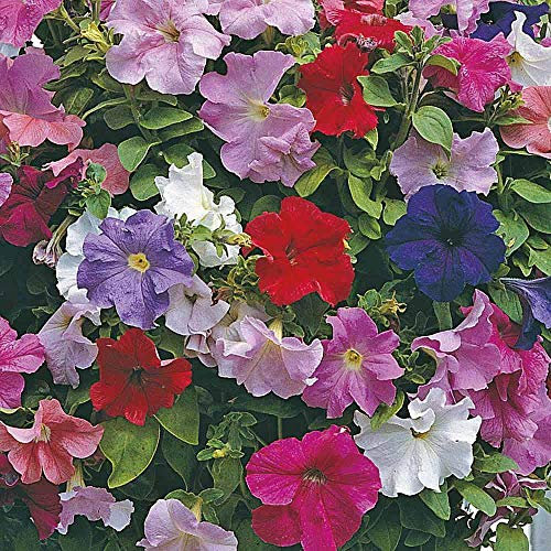 Petunia 'Super Cascade Improved' Seeds Half-Hardy Annual Flower Garden Plants Easy to Grow Petunia 'Super Cascade Improved' 1 Packet of 40 Seeds by Thompson and Morgan