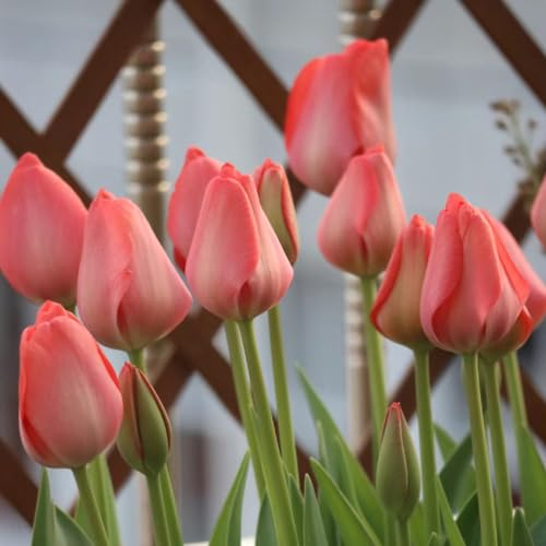 10 pcs tulpenzwiebeln winterhart mehrjährig, Wildtulpen Zwiebeln, wildflower winterharte kübelpflanzen tulip tulpenzwiebeln kaufen - Tulipa gesneriana - stauden winterhart mehrjährig,