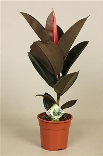 Planta de goma Ficus elastica Abidjan. 55 cm de altura aprox. Rara vez se ofrece