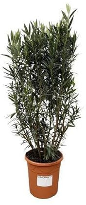 Nerium Oleandro arbusto – 180 cm – 40 cm di diametro