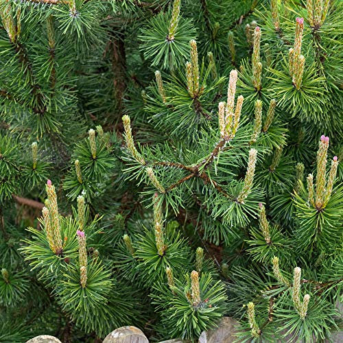 GardenersDream Pinus Mugo Mughus Plant - Beautiful Evergreen Outdoor Shrub - Ornamental Conifer Plant for Gardens, Patios, and Borders (9cm Pot, 20-30cm)