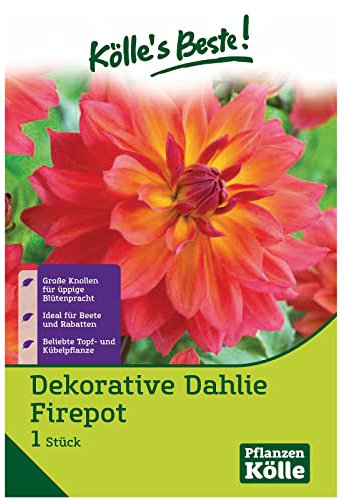 Schmuck-Dahlien Graceland - orange/rote Blüten - Knollengröße 1-1 Knolle in der Packung - Kölle's Beste