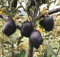 60 semillas de manzana negra