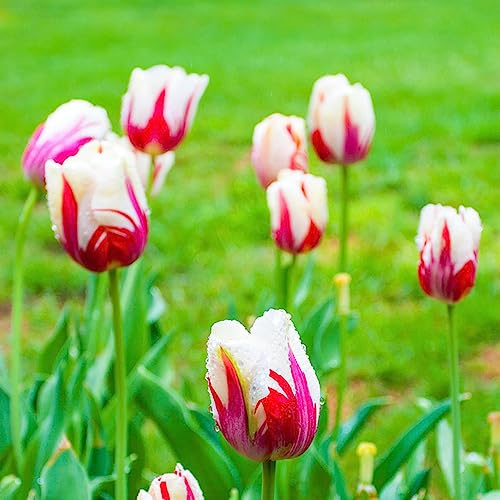 bulbi di tulipano - resistenti, resistenti in vaso balcone interno tappezzanti rialzato con letto 15pcs
