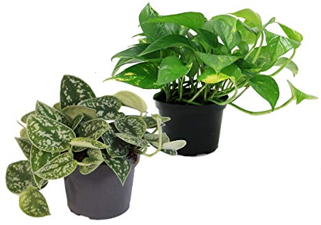 Exotenherz - Set aus 2 verschiedenen Efeututen - Scindapsus pictus argyreus und Epipremnum aureus