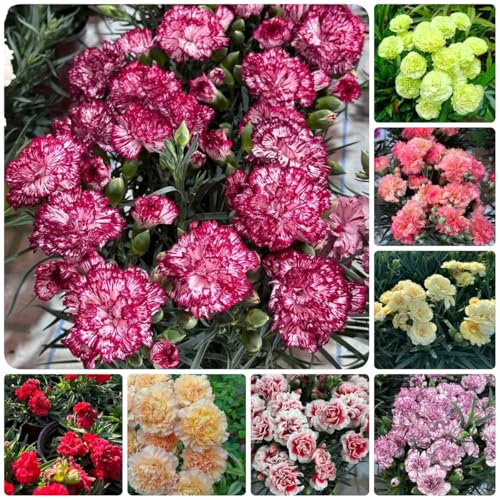 Nelken Samen Winterhart Mehrjährig, blumensamen mehrjährig winterhart Bartnelken Samen, Nelkensamen, bienenweide saatgut blumenwiese samen mehrjährig winterhart blumensamen balkon 200pcs