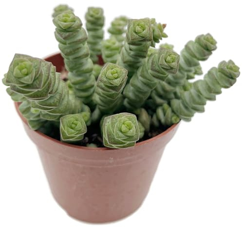 Fangblatt – Crassula marnieriana 'Hottentot' – außergewöhnliche Sukkulente im Ø 9 cm Topf – pflegeleichte Zimmerpflanze