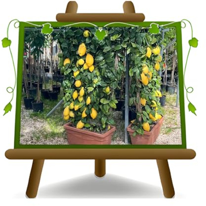 EURO PLANTS VIVAI – Limonero Sfusato Amalfitano en Espaldera – Citrus Limon – Altura 130 cm – Maceta 60 cm