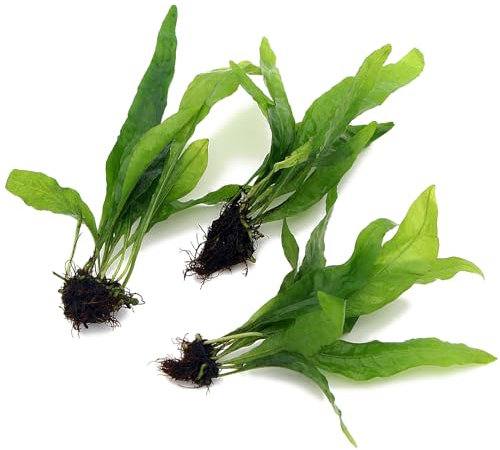 3X Bunches Java Fern Live Aquarium Plants Microsorum Pteropus Rhizome K2AQUA