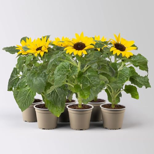 Sonnenblume 'Sunsation'® gelb, Topf-Ø 12/13 cm, 3er-Set