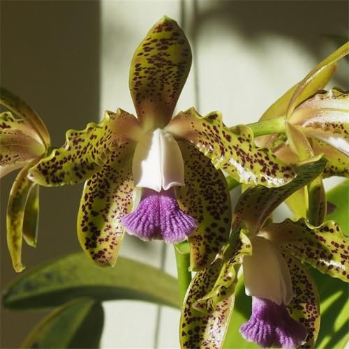 Cymbidium-rhizom, kolibriorkidéer, kvalitetsrhizom, hög kvalitet, vinterhård ryzom, Cymbidium-orkidé rhizom, 8lökar-H
