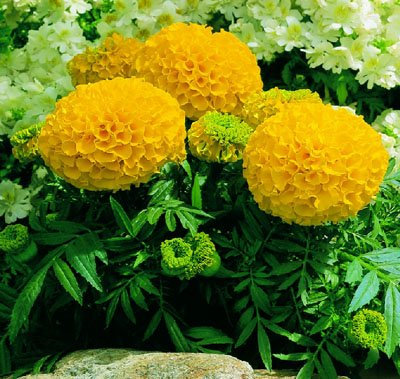 (Tagetes Erecta * Ambizu *) 3 Paquetes 150 di Caléndula Azteca Amarilla Semi, Semilla de Tagete Erecta Fiore