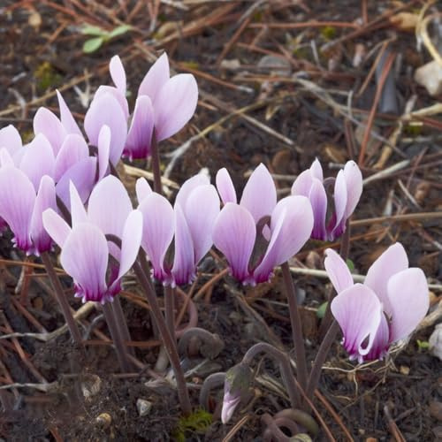 Semi di ciclamino - decorazione primaverili ornamentali esotici decorazioni per il soggiorno, giardino decorazioni giardino per esterni rialzata con 200pcs