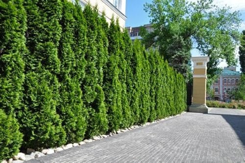 15st. Thuja Smaragd 170-200cm ohne Ballen gemessen | XXL Ballenware Lebensbaum | Immergrüne Heckenpflanze | Schmal, pflegeleicht & winterhart, Baumschulqualität