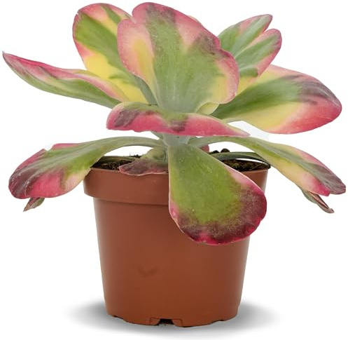 Kalanchoe Thyrsiflora Variegata Natural en Maceta