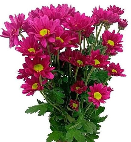 Crisantemo Planta Natural la Flor de la Alegría