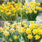 Bulbi Di Narciso,Narciso Fiore Bulbi,Fragranza Pura,Bulbi Di Fiori, Piante Perenni,Bulbi Narcisi-15bulbi-D