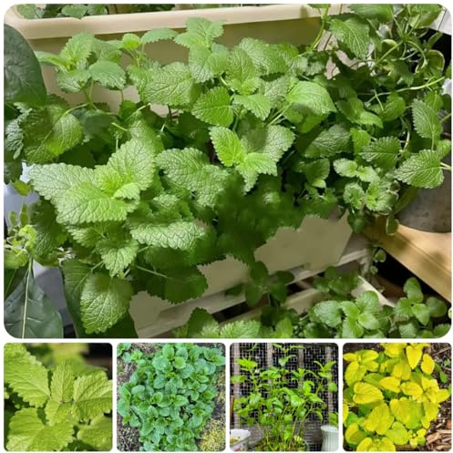 semi di melissa perenne autunnali resistenti, selvatiche di melissa da cucina da balcone biologici, balcone 600pcs