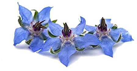 Herb Plants, Borage + Dill and Chervil, 3 x Full Plants in 9cm Pots, Herb Plants, Herbs, Kitchen Herbs, Garden Ready and Ready to Plant, Indoor or Outdoor, Premium Quality Plants