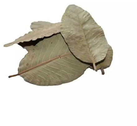 Feuilles de Catappa pour Les crevettes d'aquarium - Lot de 10 Feuilles I Nourriture pour crevette d'aquarium I Conditionneur d'eau