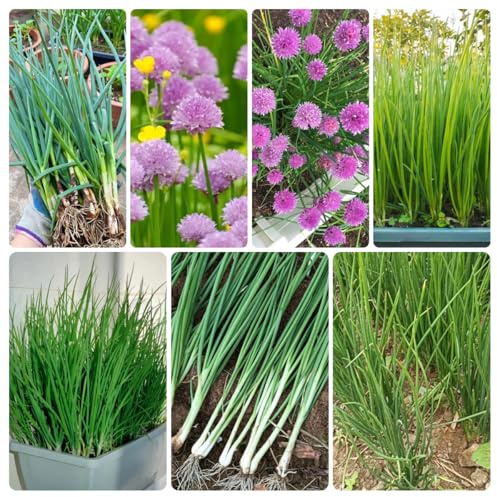semillas de cebollino perenne - extremadamente resistentes balcón raras parterre decorativas 800pcs