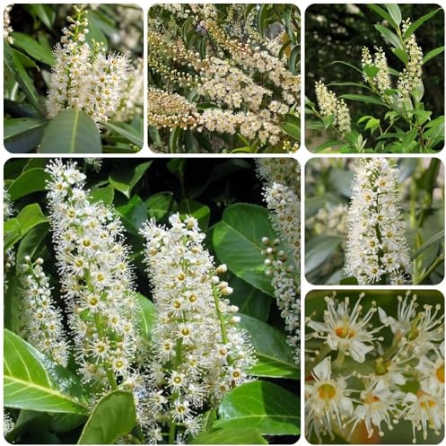 Semillas de laurel cerezo, Prunus laurocerasus, arbustos de crecimiento rápido Las de laurel cerezo son resistentes, jardín 100pcs