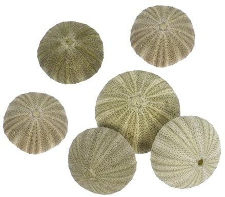 BESTYASH Natural Sea Urchin Shells 2.36In Coastal Beach Decor 6-Pack Air Plant Holders for Wedding Crafts Home Decoration