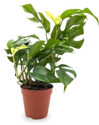 Monstera Minima - Mini Monstera 30cm (12cm Nursery Pot)
