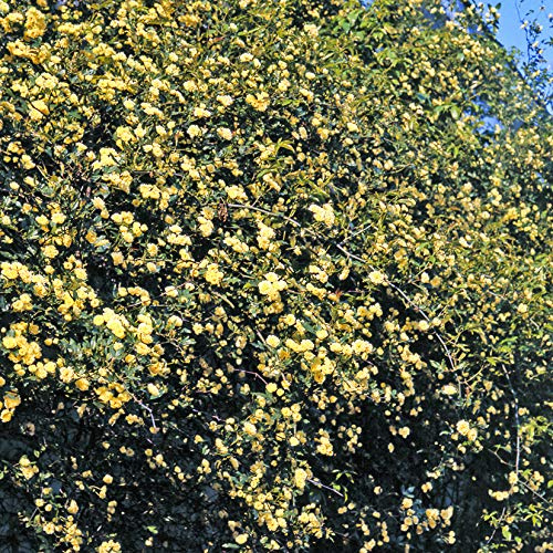 Banksia Lutea, rosaio rampicante antico di Rose Barni®, pianta di gran pregio, vigorosa con fiori a mazzetti color giallo limone, h. fino a 5 metri, rosa in vaso resistente, cod.14013