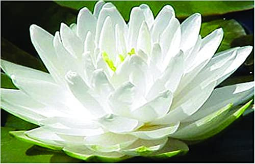 Lincolnshire Pond Plants Ltd Water Lily - bareroot or with pots and Compost - Live Water Plant Aquatic Pond Lake Marginal (1 x bareroot with Compost and Pot, Selection - White Lily)