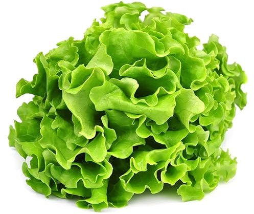 Semillas Lechuga Maravilla | DECOALIVE | Semillas de Primavera y Verano | Semillas Naturales