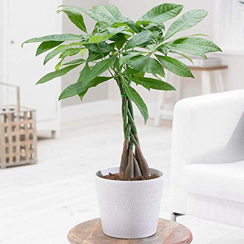 Pachira Aquatica Plant - Braided Stem Ideal Office House Decorative Tree 12cm