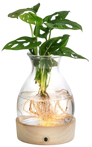 Dehner Waterplant Fensterblatt Kingston, Monstera adansonii, Wasserpflanze im LED Glas, Ø 14 cm, Höhe 30 cm, Zimmerpflanze