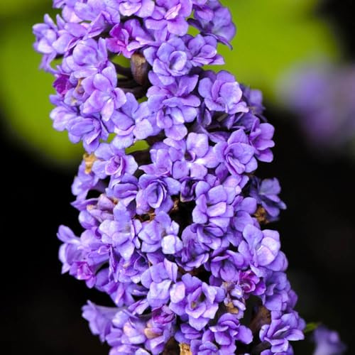 YouGarden Buddleia 'Floral Fanfare', Compact Butterfly Bush, 9cm Potted Plant, Long-Flowering, Hardy and Pollinator-Friendly, Great for Pots and Borders