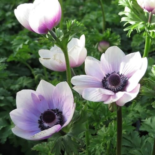 semi di anemone, perenne, decorazione autunnale di anemone autunnale, giardino, d'appartamento rampicanti resistenti, 85pcs